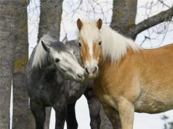 horse