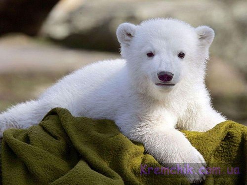mishka