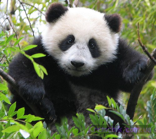 panda