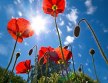 Только факты! article-image