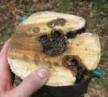 Удовые деревья на грани исчезновения