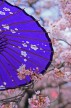 В объятьях сакуры... article-image