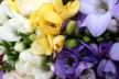 Фрезия — аромат и свойства article-image