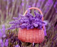 Фужерный аккорд или лаванда в парфюмерии