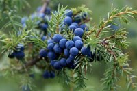 Парфюмерная азбука: можжевельник