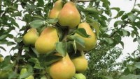 Парфюмерная азбука: груша