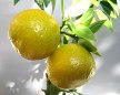 Нежная свежесть бергамота article-image
