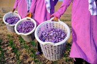 Парфюмерная азбука: шафран