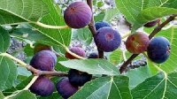 Парфюмерная азбука: инжир