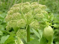 Парфюмерная азбука: ангелика article-image