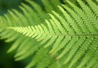 Парфюмерная азбука: фужерные ноты article-image