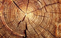 Парфюмерная азбука: древесные ноты article-image