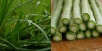 Парфюмерная азбука: трава article-image