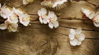 Древесные ароматы: парфюмерия с восточным акцентом article-image