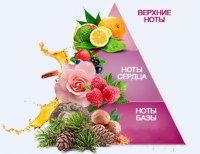 Верхние ноты, нота сердца и шлейф — что это значит? article-image