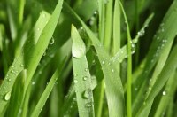 Парфюмерные ноты: ветивер article-image