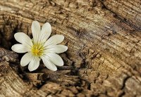 ТОП 9 древесных ароматов article-image