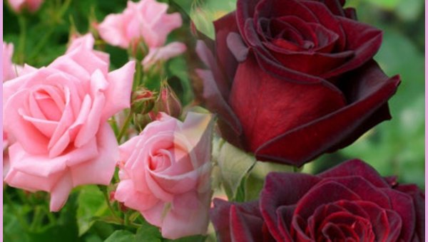 Scent Memoris: какие ароматы окружают Ким Кардашьян и Крис Дженнер?