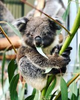 Zoologist Koala - парфюмерная новинка для любителей эвкалипта