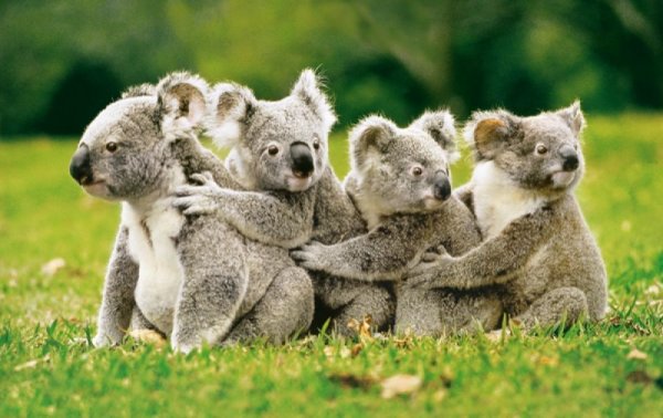Zoologist Koala - новинка для любителей эвкалипта