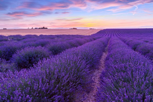 Два новых аромата от Dunhill Signature Collection: Amalfi Citrus и Valensole Lavender