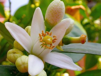 Scent Memoris: чем пахнет счастье Натали Лорсон +5 ароматов от парфюмера