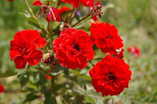 Цветочное путешествие с Boucheron Rose d Isparta