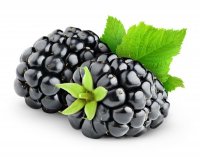 Ягодное блаженство: 7 ароматов о ежевике article-image