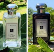 Jo Malone представляет новые ароматы:Fig & Lotus Flower и Cypress & Grapevine article-image