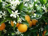 Исследуем ингредиенты. Нероли