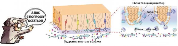 Личное дело, или Нервы, от которых зависит обоняние