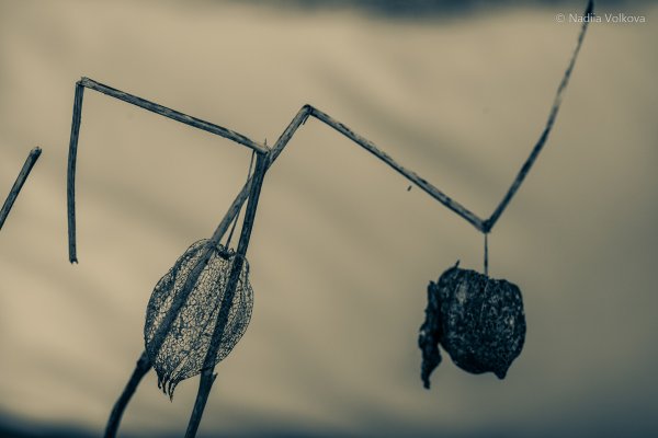 Vabbing - новий тренд_ що знищить парфумерію_ забуте старе чи просто всі зійшли з розуму?