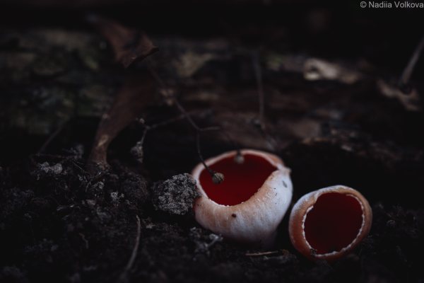 Мой взгляд на весенний ароматы