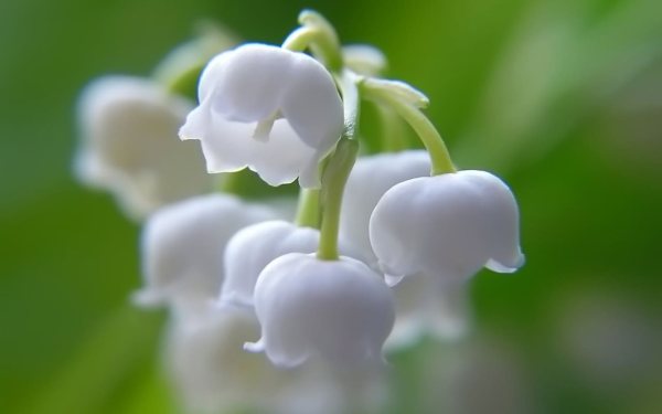 Прекрасный и неуловимый ландыш
