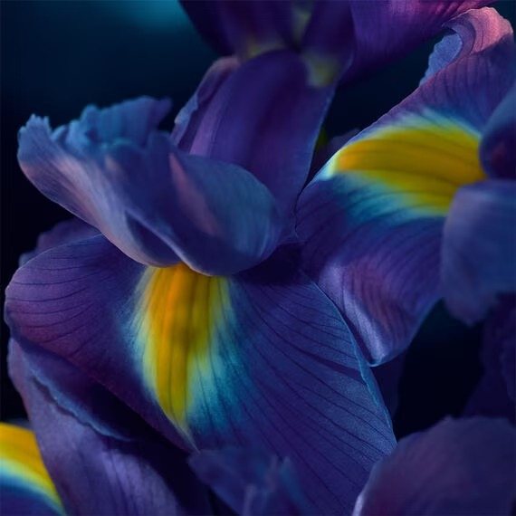 Shalimar Millesime Iris Guerlain - ирис или ириски?