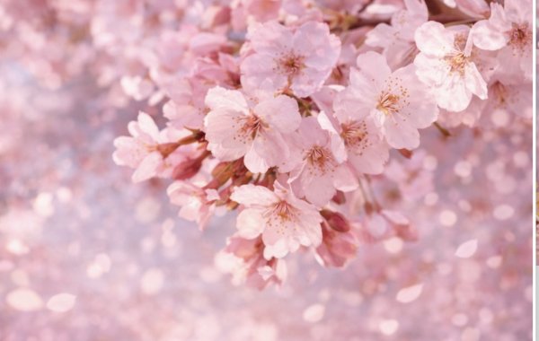 В пошуках парфумерної сакури