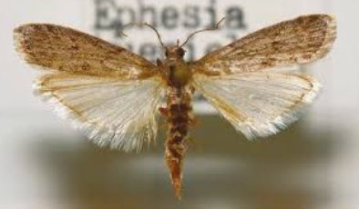 Феромони в парфюмерії