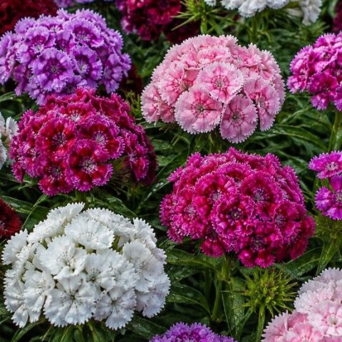 Закохана в парфуми і життя! article-image
