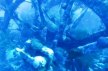 На затонувшем корабле обнаружили неповрежденные парфюмерные флаконы