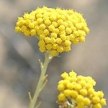 Бессмертник - застывший солнечный цветок article-image