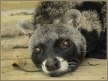 Еще немного об анималике. Страстный аромат цибетина article-image