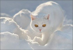 кот