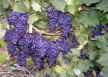 Виноград: радует глаз, вкус и обоняние article-image