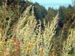 Полынь (артемизия) - волшебный эликсир в парфюмерии article-image
