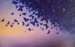 В каких ароматах можно найти  бабочек article-image