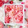🌹Знайди свою їдеальну троянду 🌹