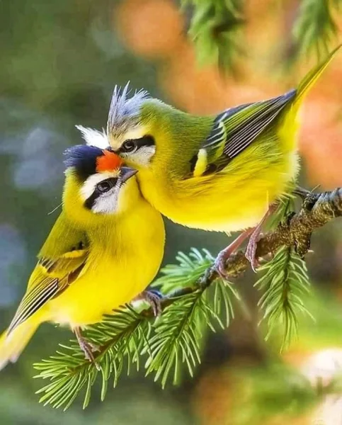 🛍️ СВЯТКОВЕ ПАКУВАННЯ ЗАМОВЛЕНЬ 🛍️